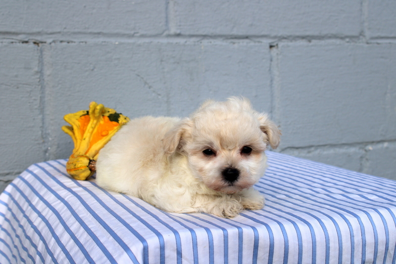 puppy, for, sale, Maltese, Matthew B. Stoltzfus, dog, breeder, Gap, PA, dog-breeder, puppy-for-sale, forsale, nearby, find, puppyfind, locator, puppylocator, aca